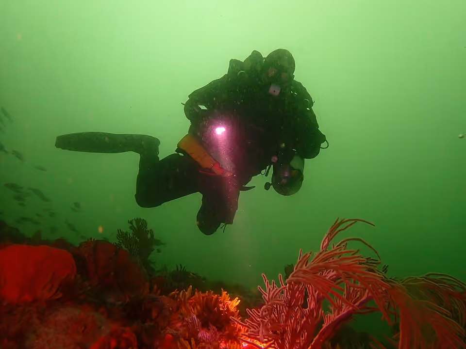 Plongeur éclairant un récif à l’aide d’une lampe près de Whittle Rock.