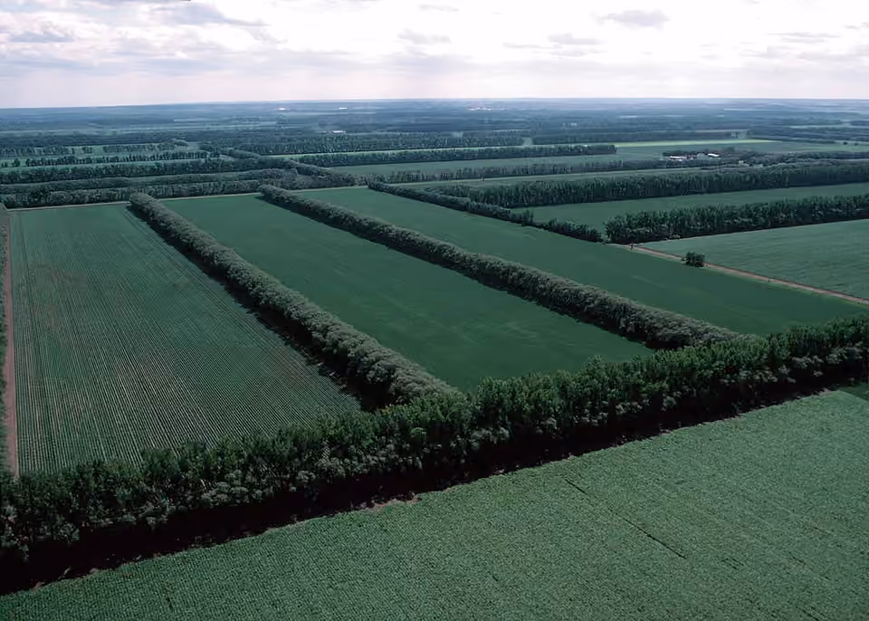 Haies brise-vent séparant des parcelles agricoles dans le Dakota du Nord.