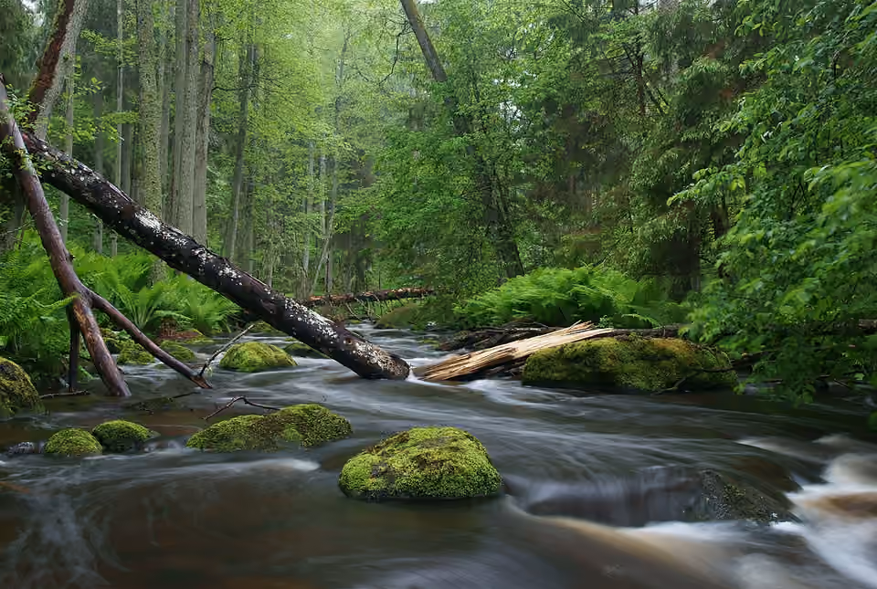 Rivière Altja bordée d’arbres dans le parc national de Lahemaa en Estonie.