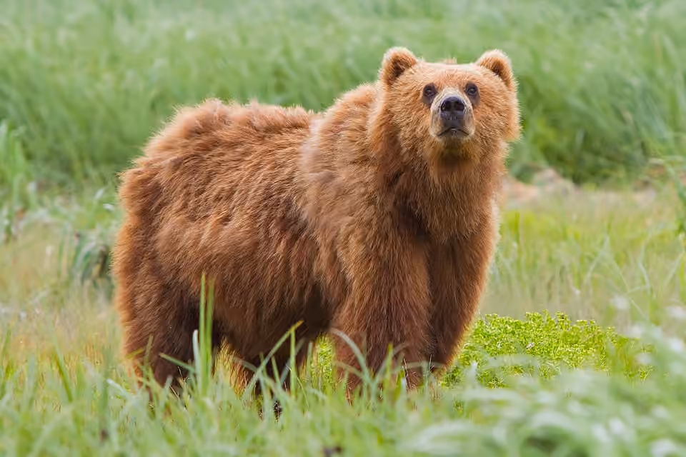 Ours brun de Kodiak photographié dans son refuge naturel en Alaska.