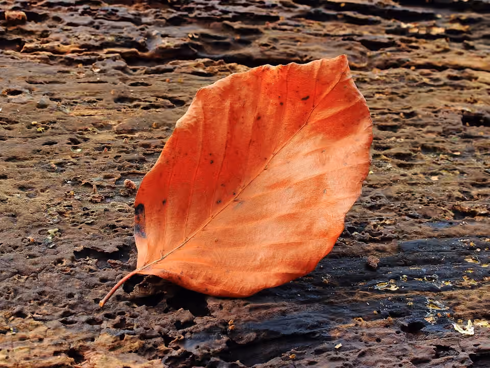 Feuille rousse de hêtre posée sur une écorce, avec nervures et bord visibles.