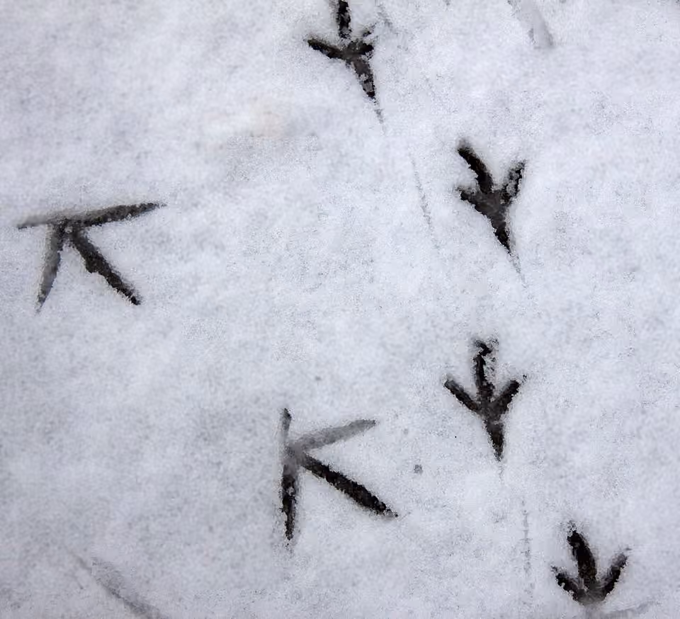 Empreintes d’oiseau dans la neige, montrant la disposition des doigts.