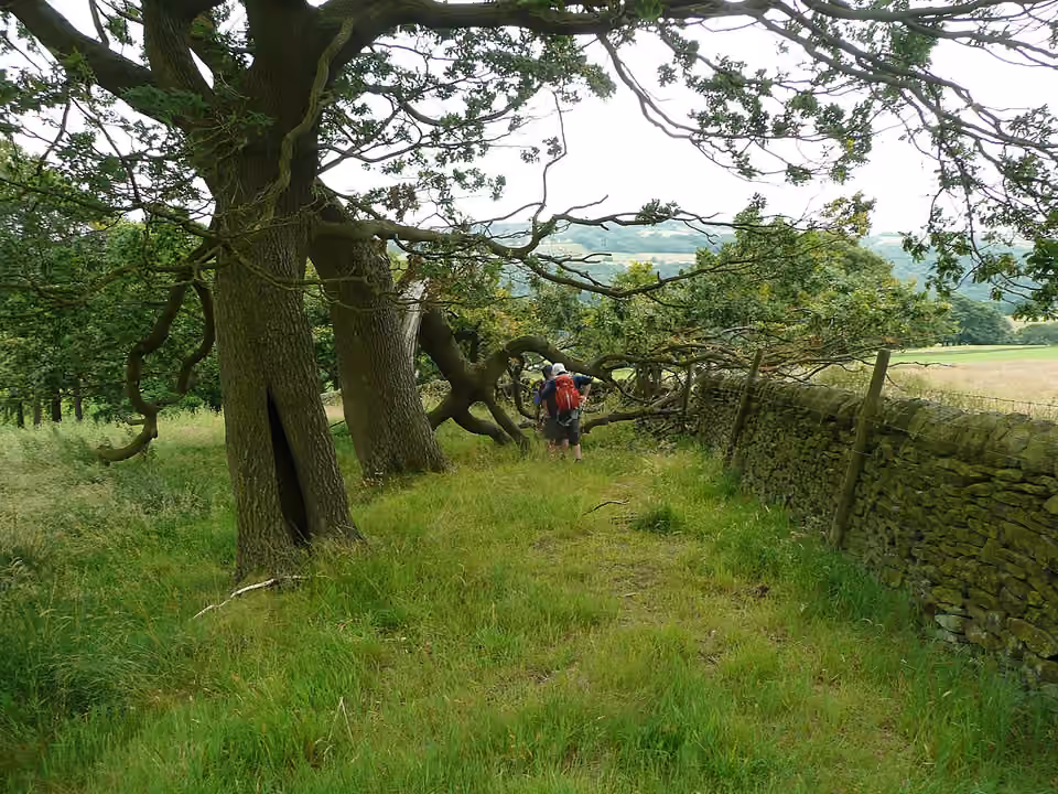 Un arbre tombé barre un chemin piéton près de Sowerby Bridge, en Angleterre.