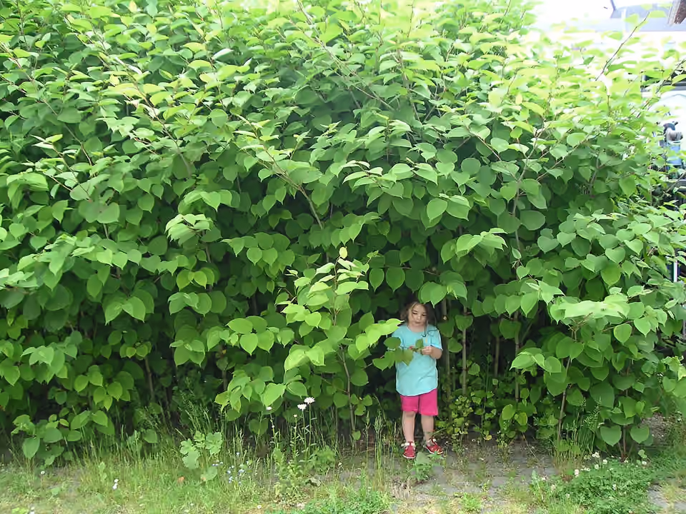 Massif dense de grande renouée dépassant la hauteur d’un enfant.