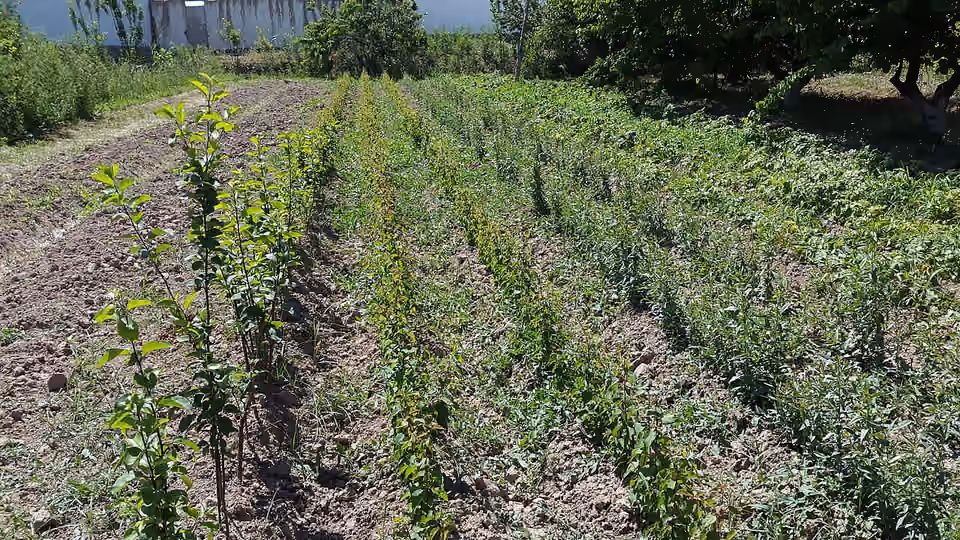 Rangées de jeunes plants d’abricotiers dans une pépinière.
