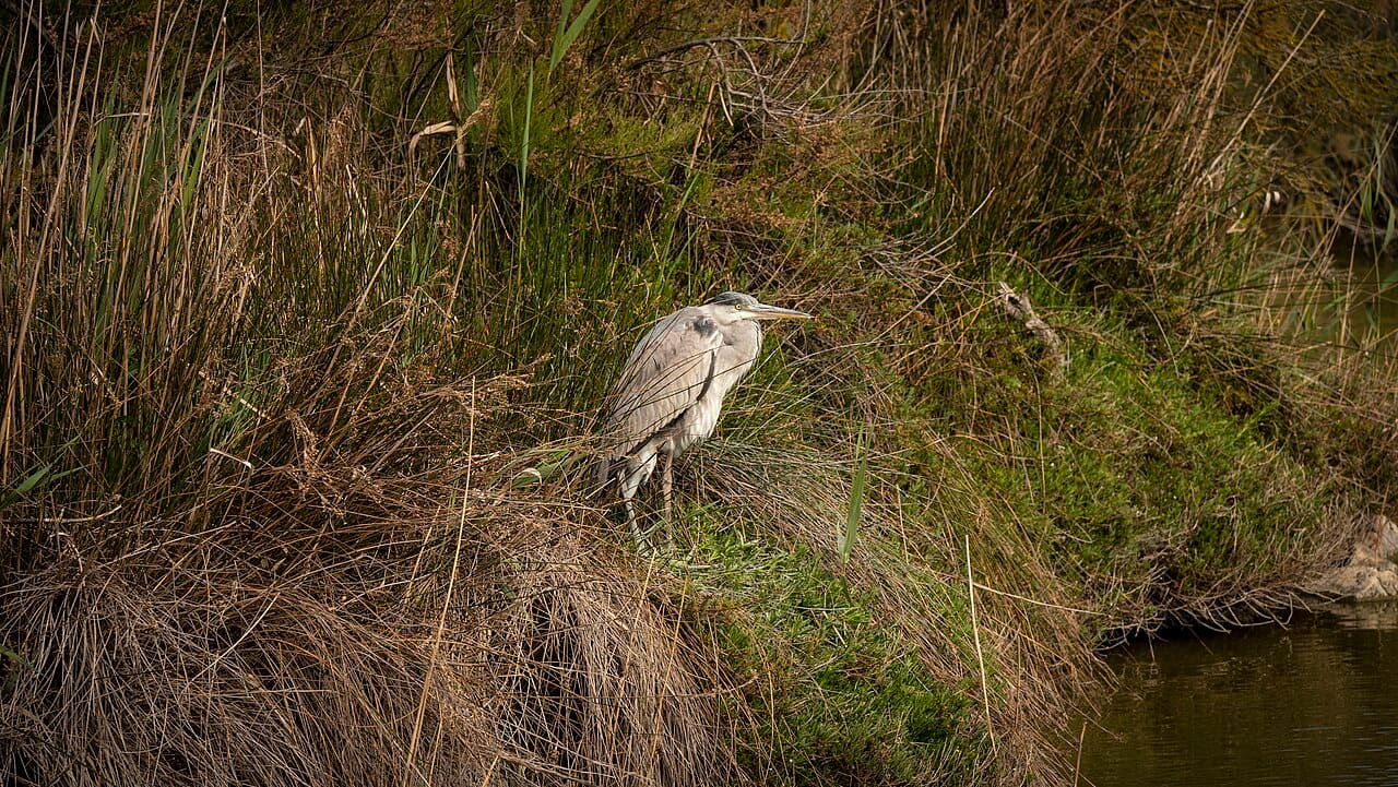 Héron cendré au bord d’une zone humide en Camargue.
