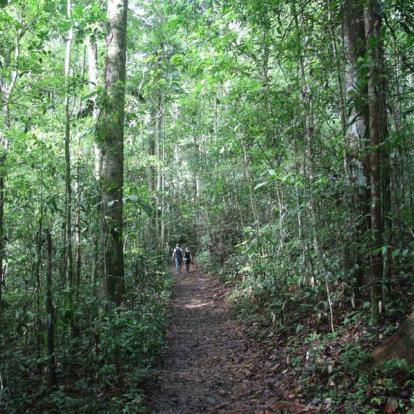 Paysage de randonnée en Guyane