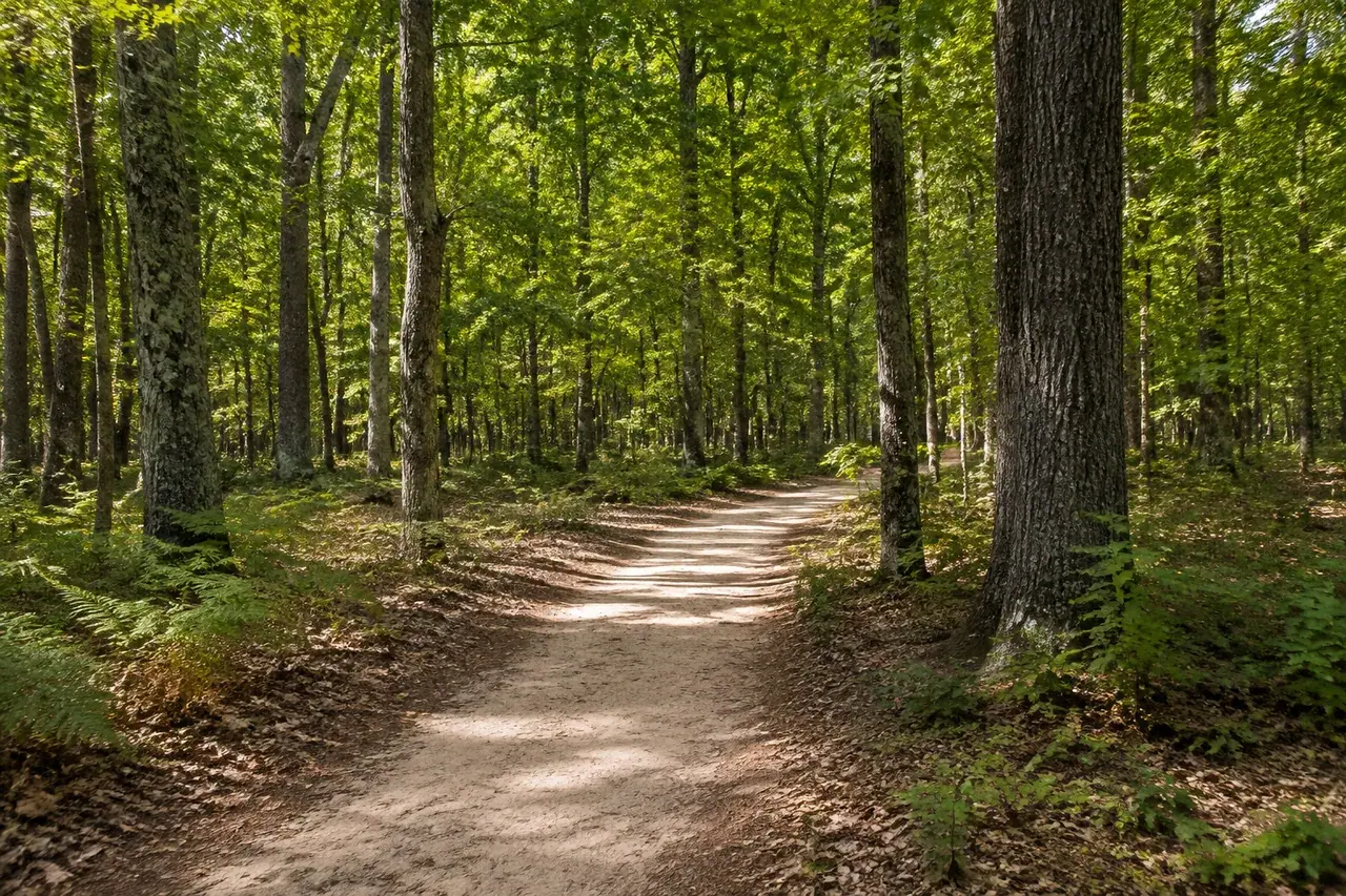 Sentier sablonneux dans une chênaie de Touraine
