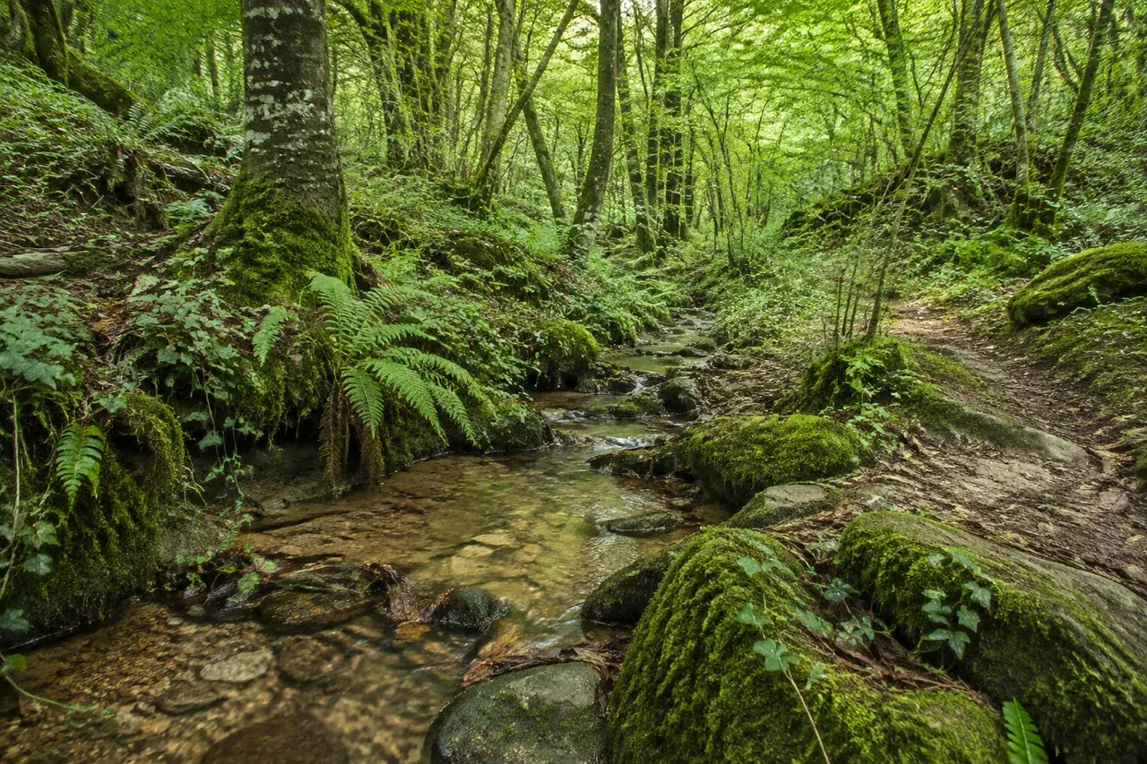Petit ruisseau clair dans un sous-bois tempéré du Perche