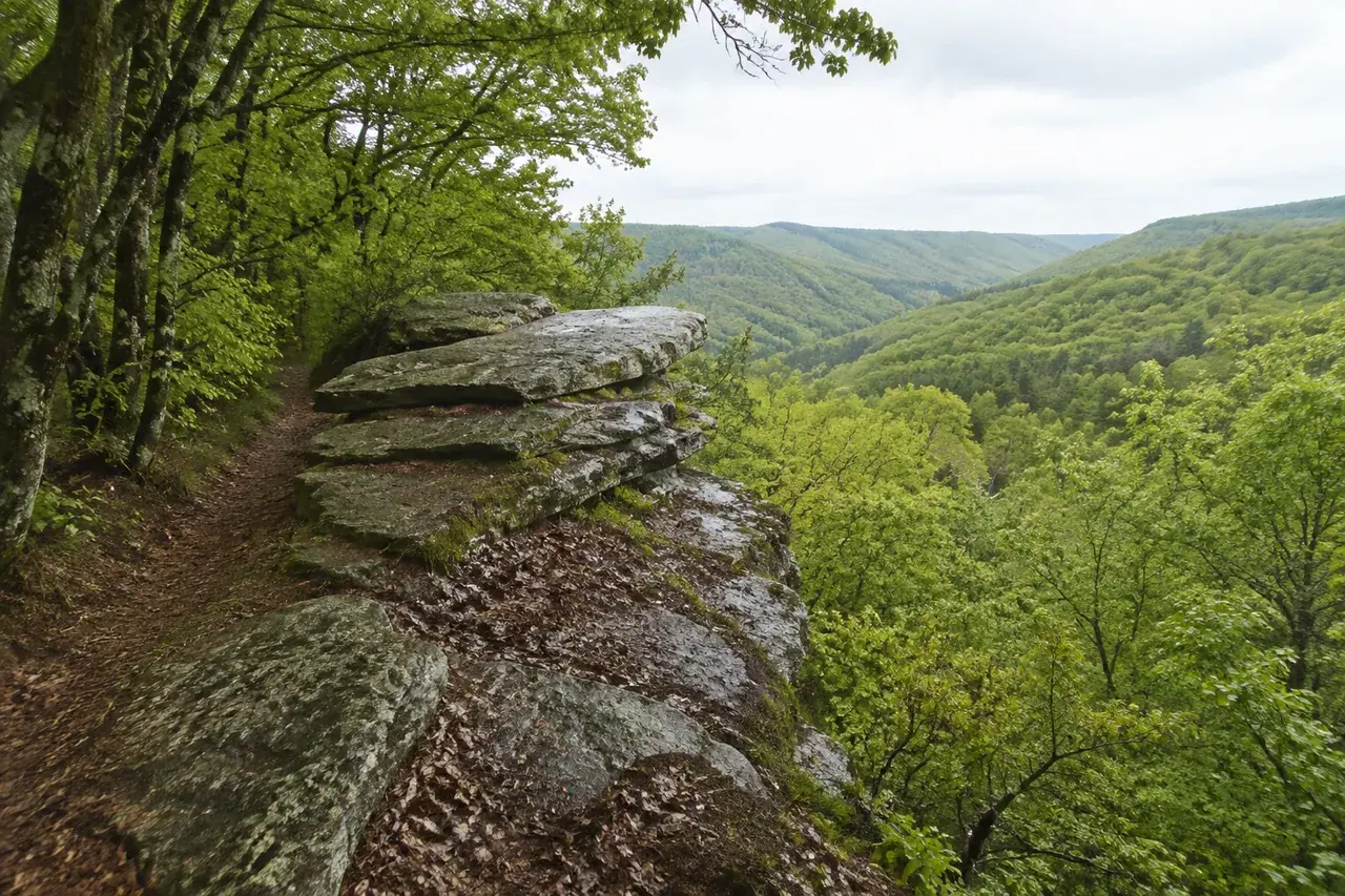 Affleurement rocheux forestier dans les collines de l’Est