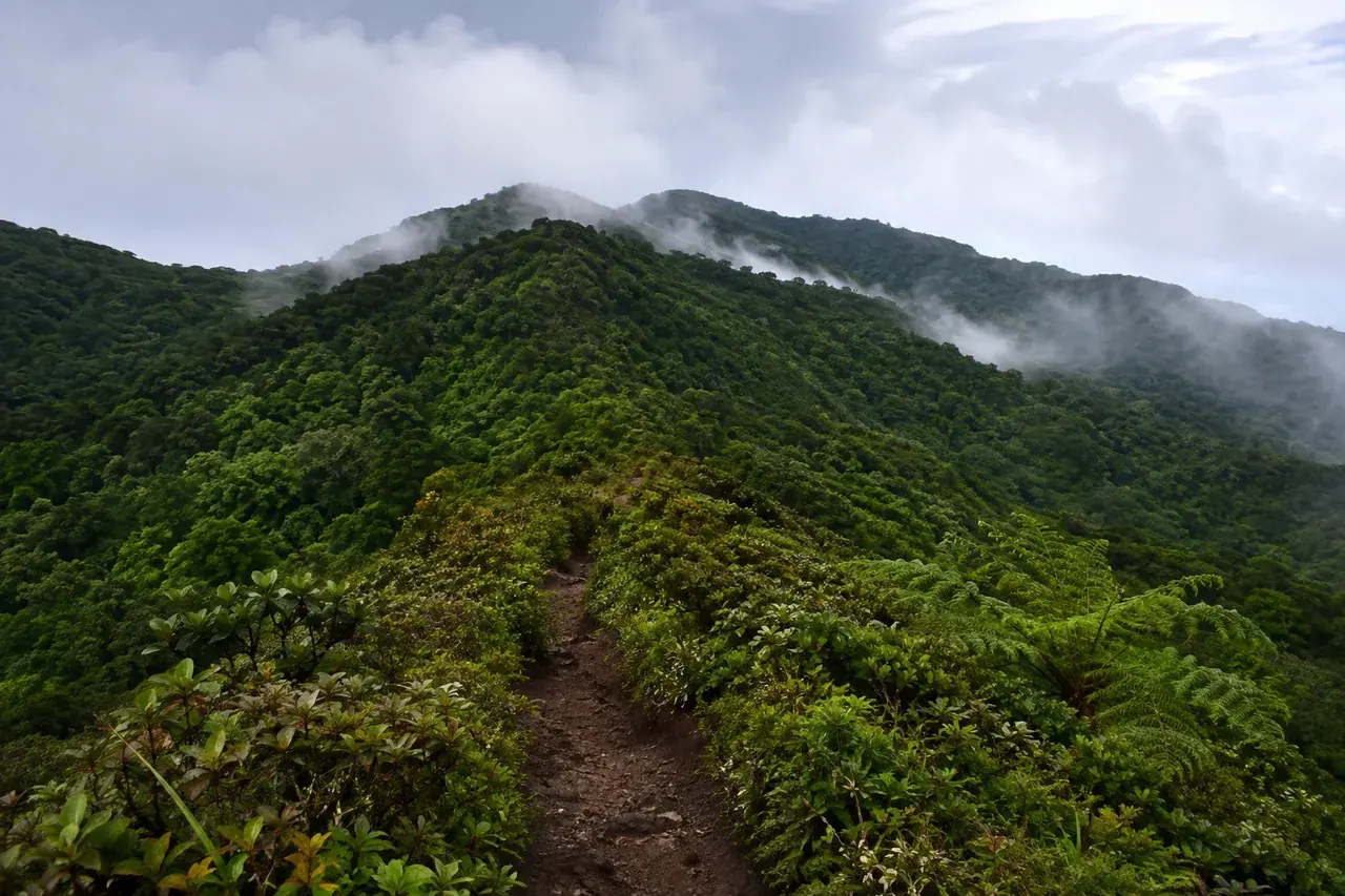 Crête de forêt tropicale montagneuse dans la brume de Basse-Terre
