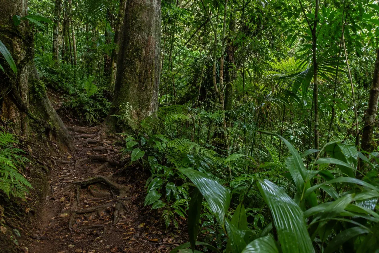 Sentier racinaire dans la forêt humide de Basse-Terre