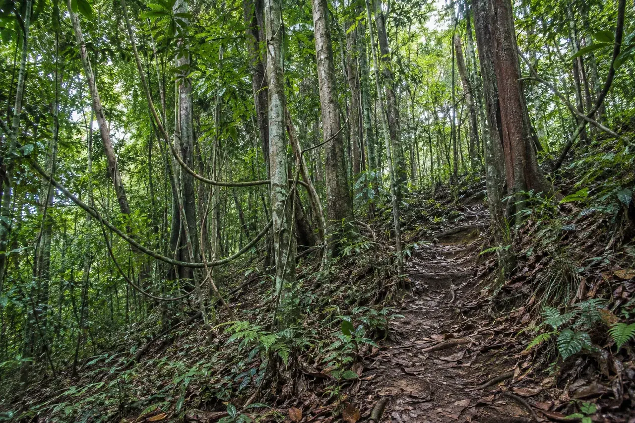 Montée en forêt humide guyanaise, troncs et lianes
