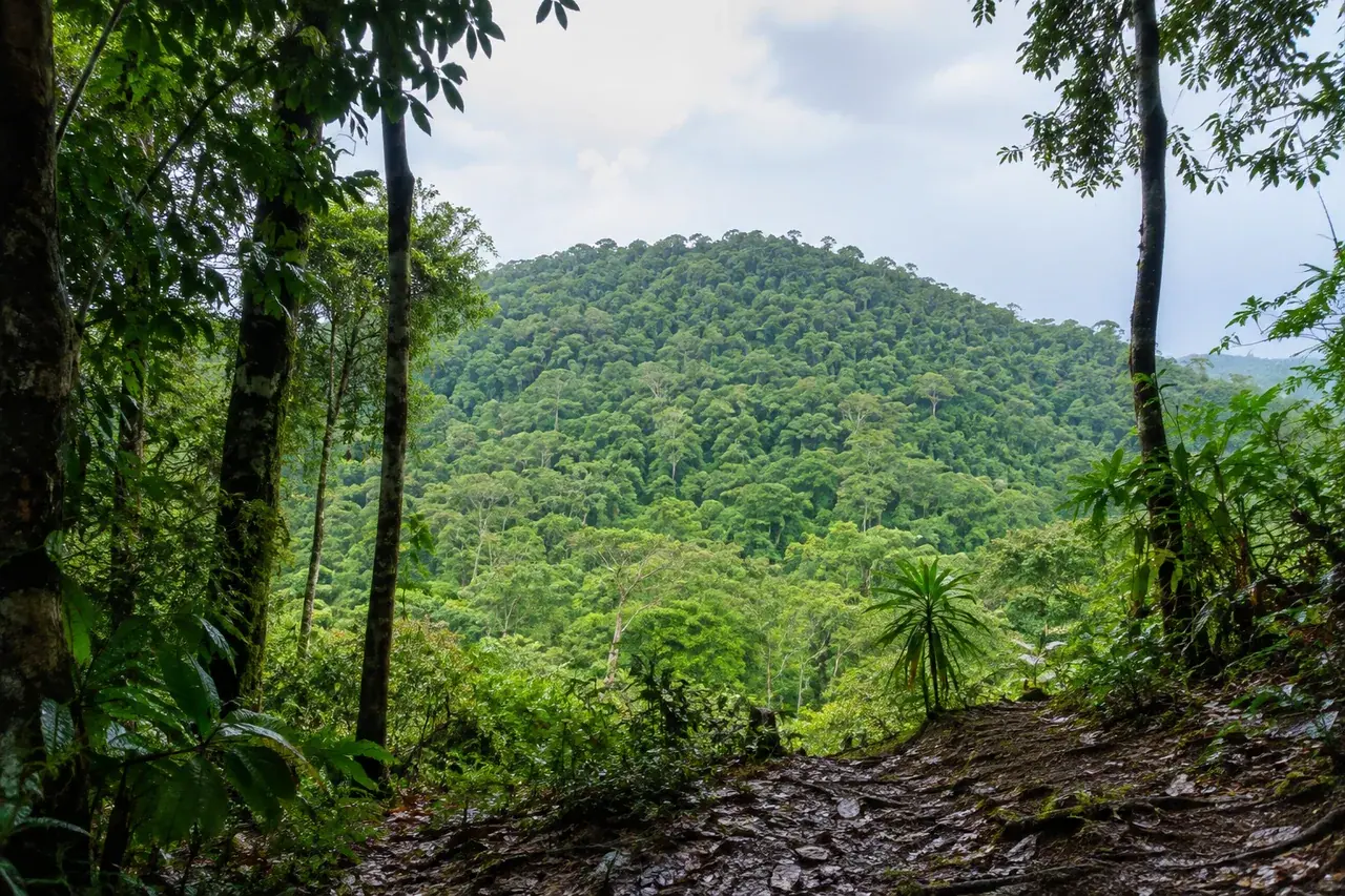 Colline basse couverte de forêt amazonienne guyanaise