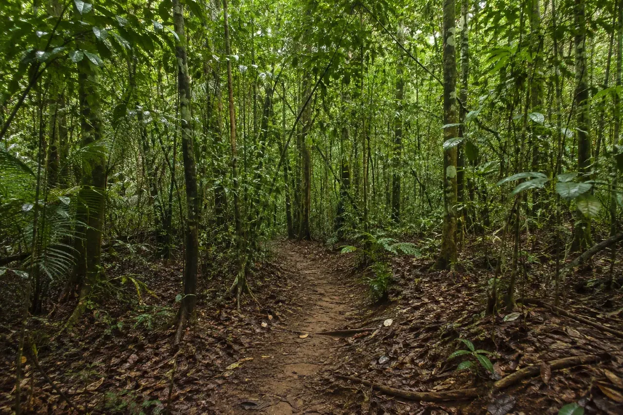 Chemin de forêt tropicale de plaine en Guyane