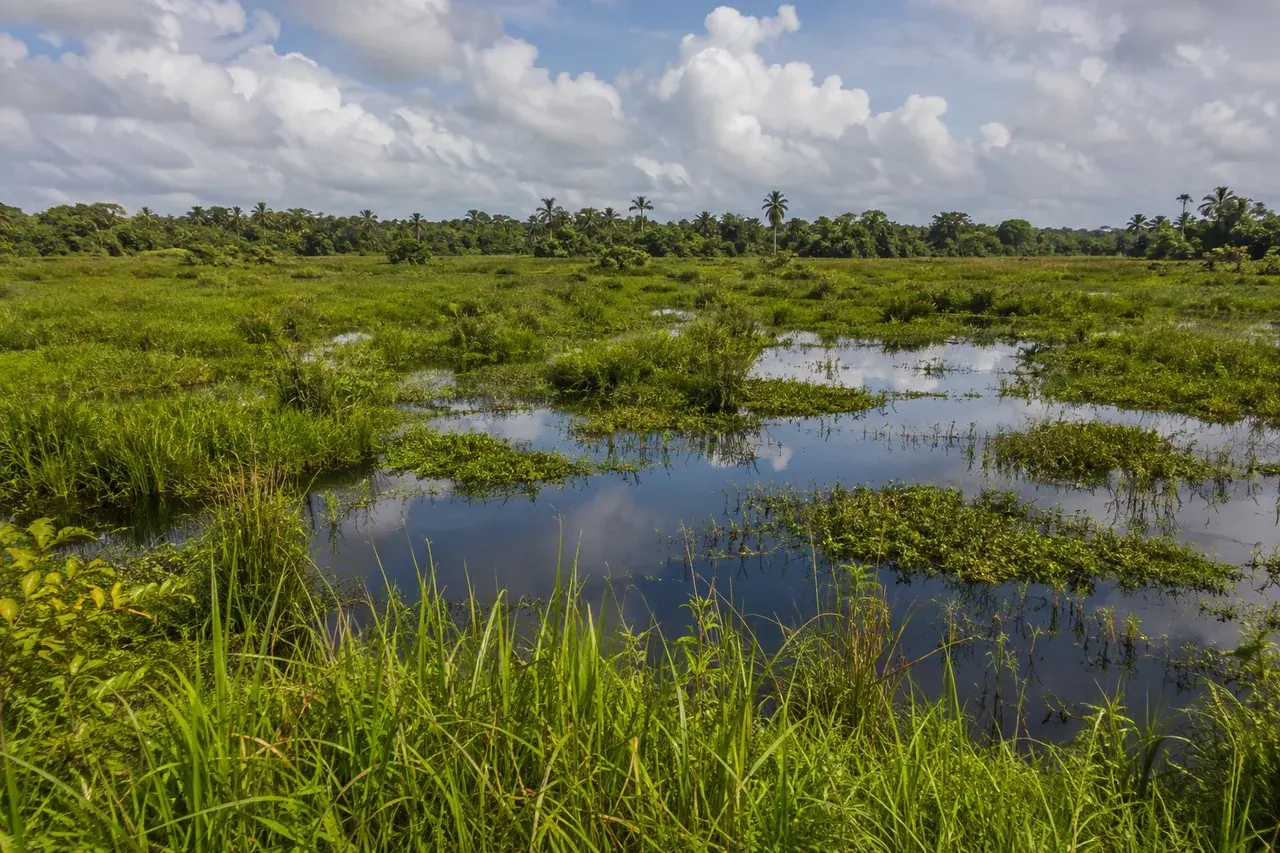 Marais tropical d’eau douce, laîches et palmiers lointains