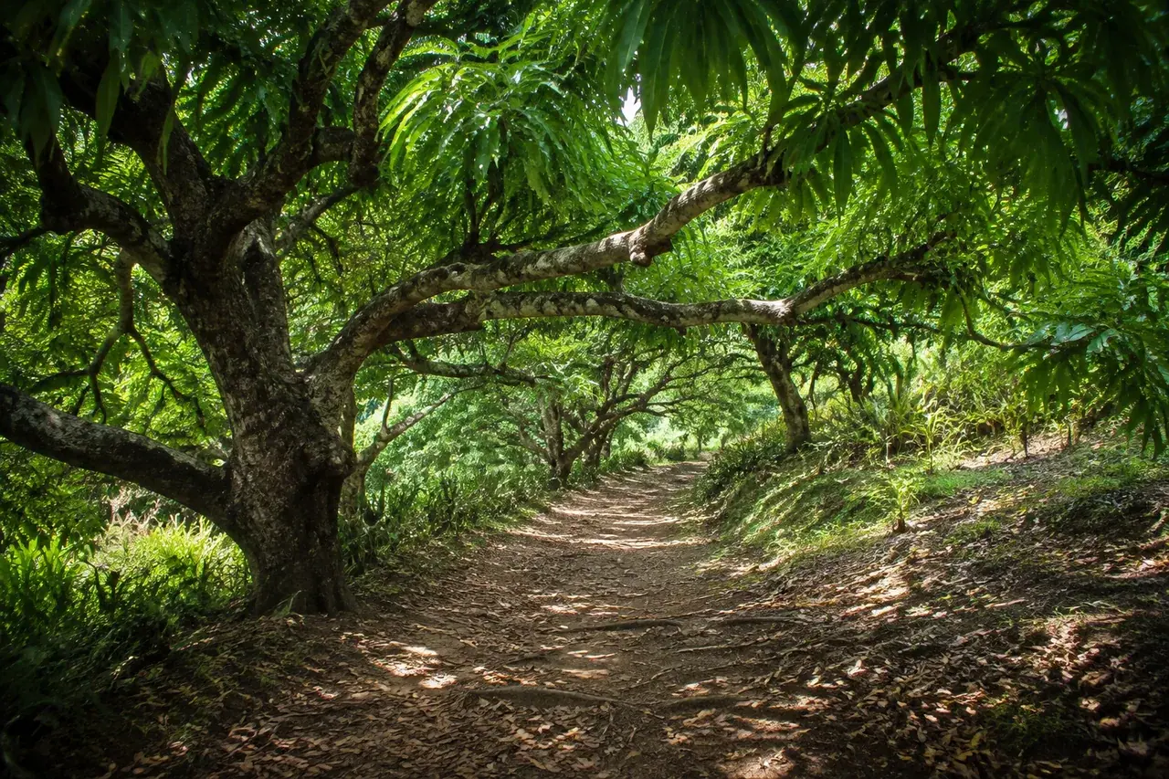 Chemin ombragé sous de vieux manguiers à Mayotte