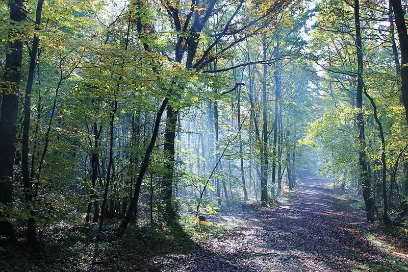 Chemin couvert de feuilles sous les grands arbres de la forêt de Grimbosq, en Normandie.